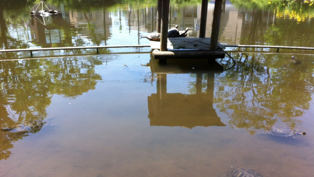 藻類が発生した公園の池