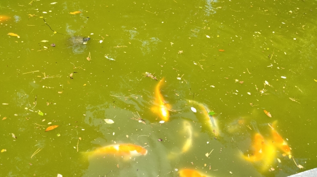 鯉たちが泳ぐ濁った池の写真