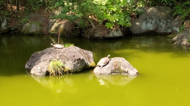 アオコの発生した公園池の写真